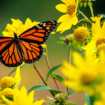 Black and Yellow Butterfly Meaning