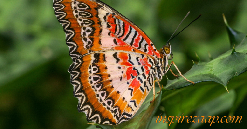 Butterflies of New York Flashcards