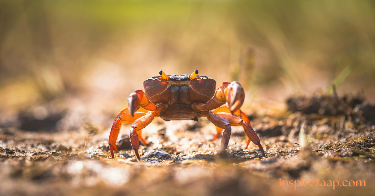 Crabnibbie